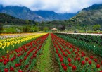 Srinagar Sightseeing - Old City and Handicrafts